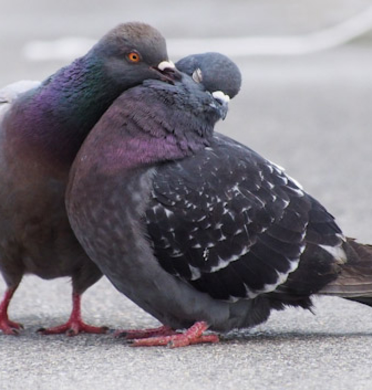 Pigeon in Washington Square Park Has Zero Fucking Respect For Boundaries